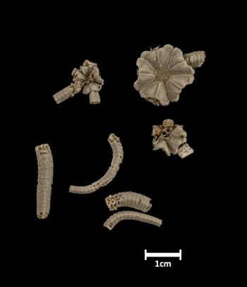 Media type: image;   Invertebrate Zoology OPH-394 Description: Top of brittle star with a view of 3 specimens, one with a broken disc.;  Aspect: dorsal